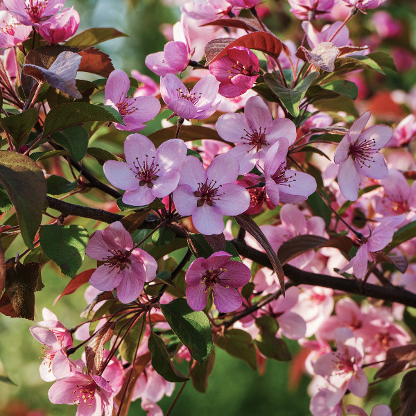 Cherry plum (Hedging) at Dobies