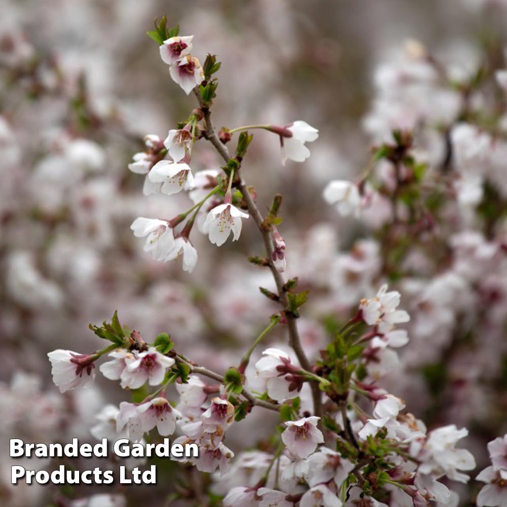 Prunus incisa 'Kojo-No-Mai' image