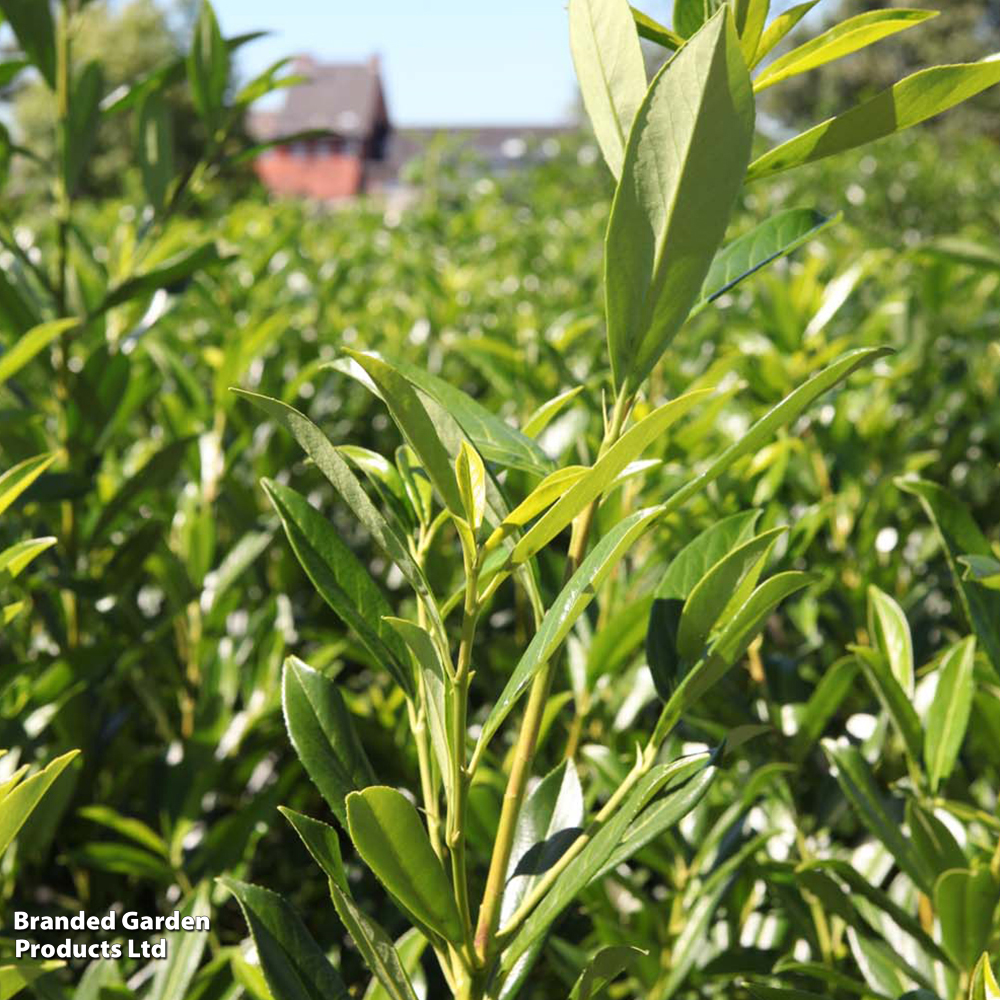 Prunus laurocerasus 'Caucasica' (Hedging) image