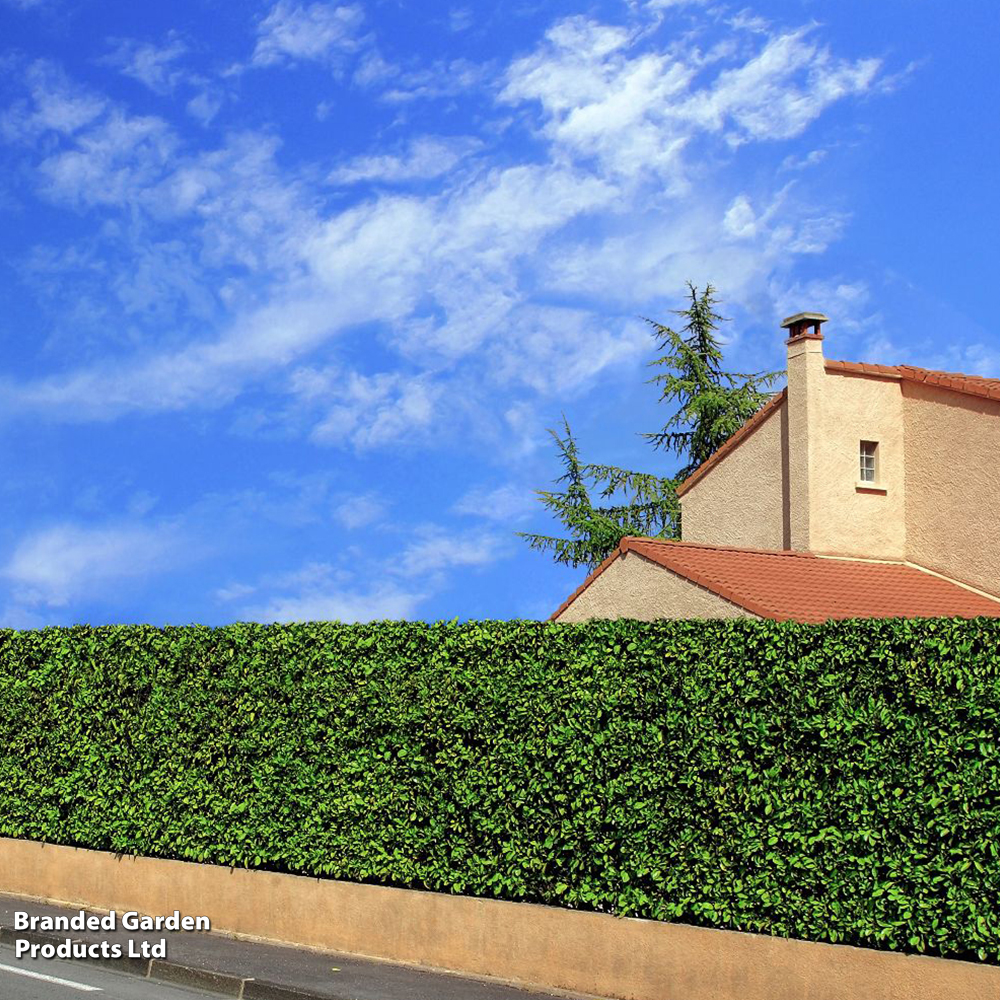 Cherry Laurel (Potted Hedging) image