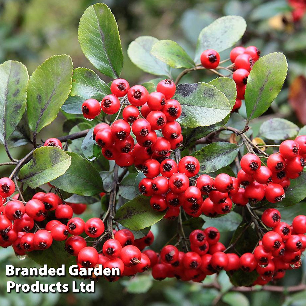 Pyracantha coccinea 'Red Column' image