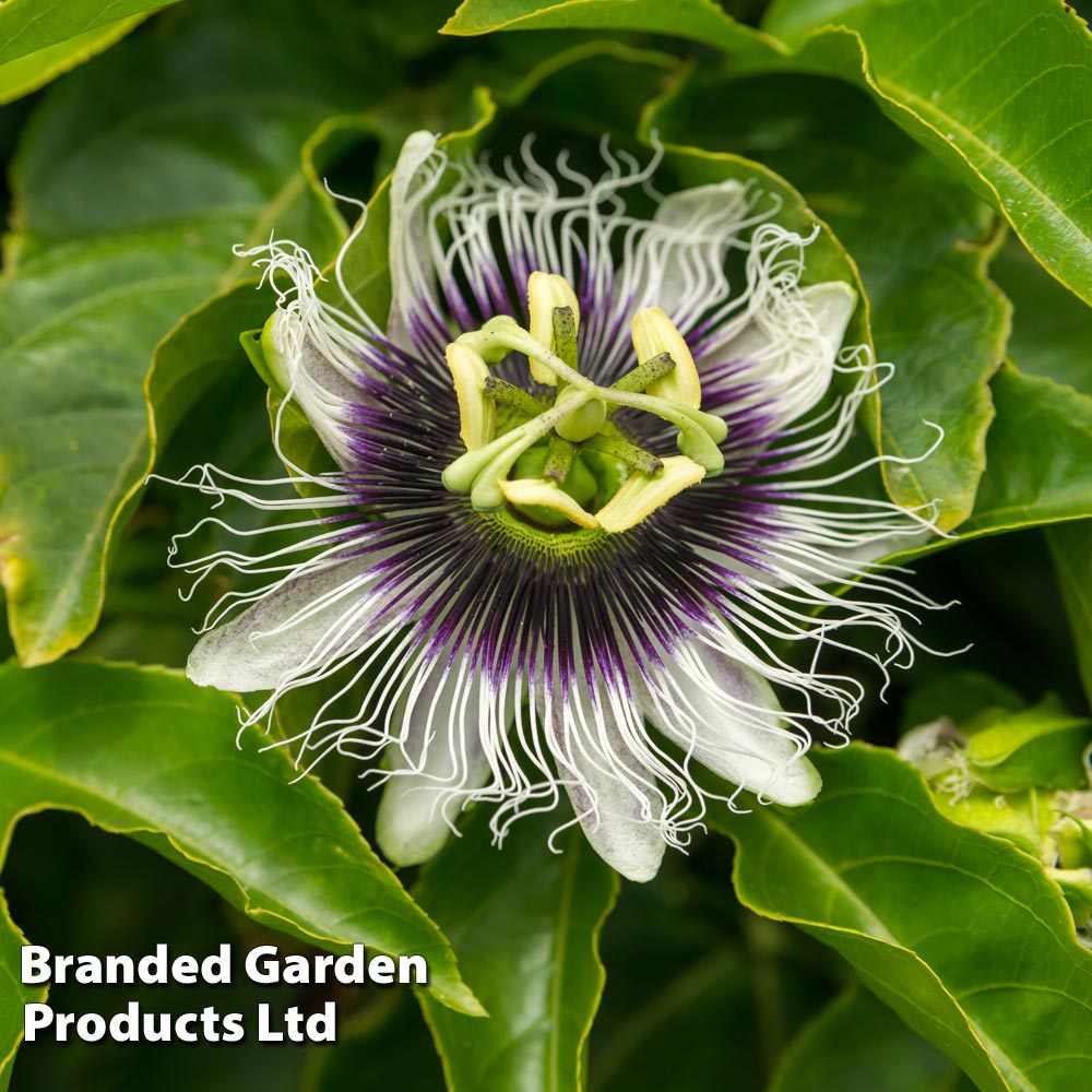 Passiflora edulis 'Frederick' image