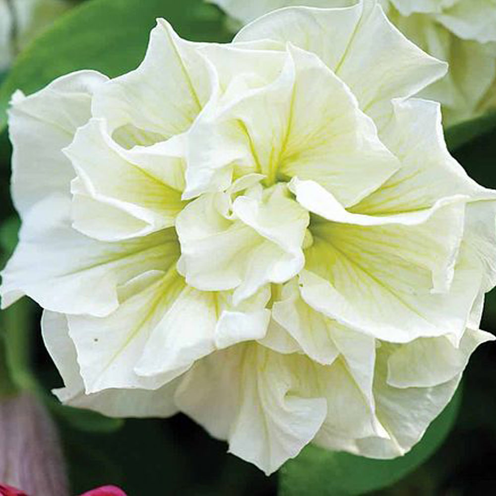 Petunia 'Frills & Spills™ Susanna' image