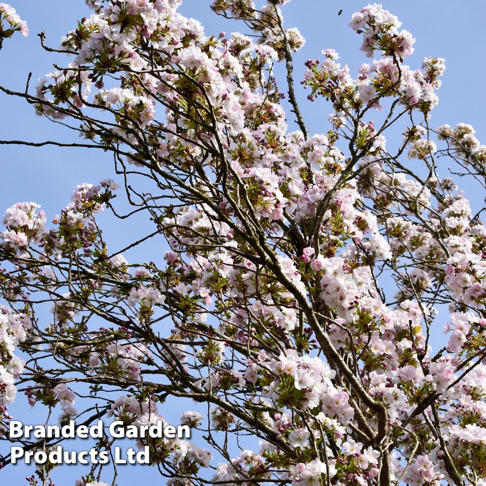 Prunus 'Amanogawa' image