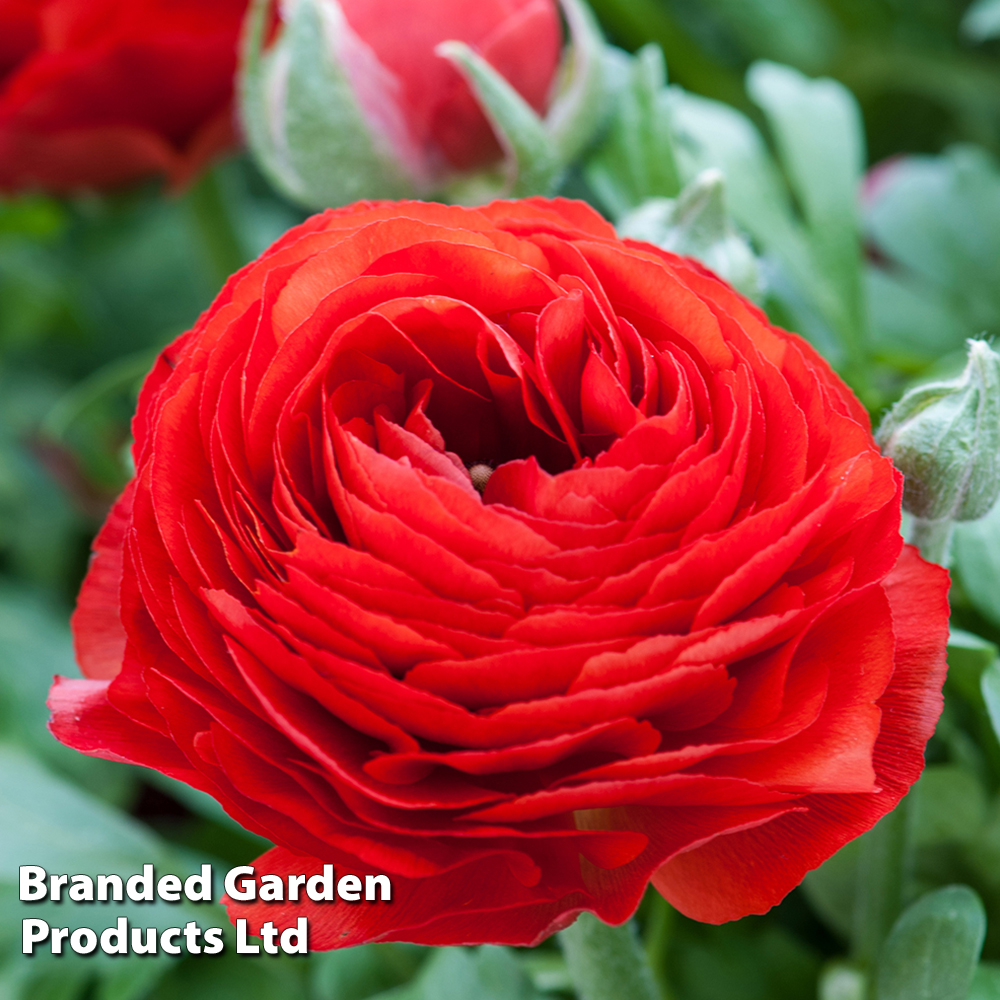 Ranunculus 'Red' image