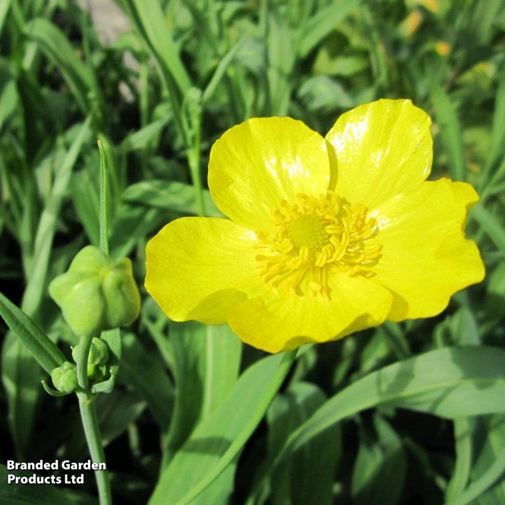 Ranunculus lingua (Marginal Aquatic) image