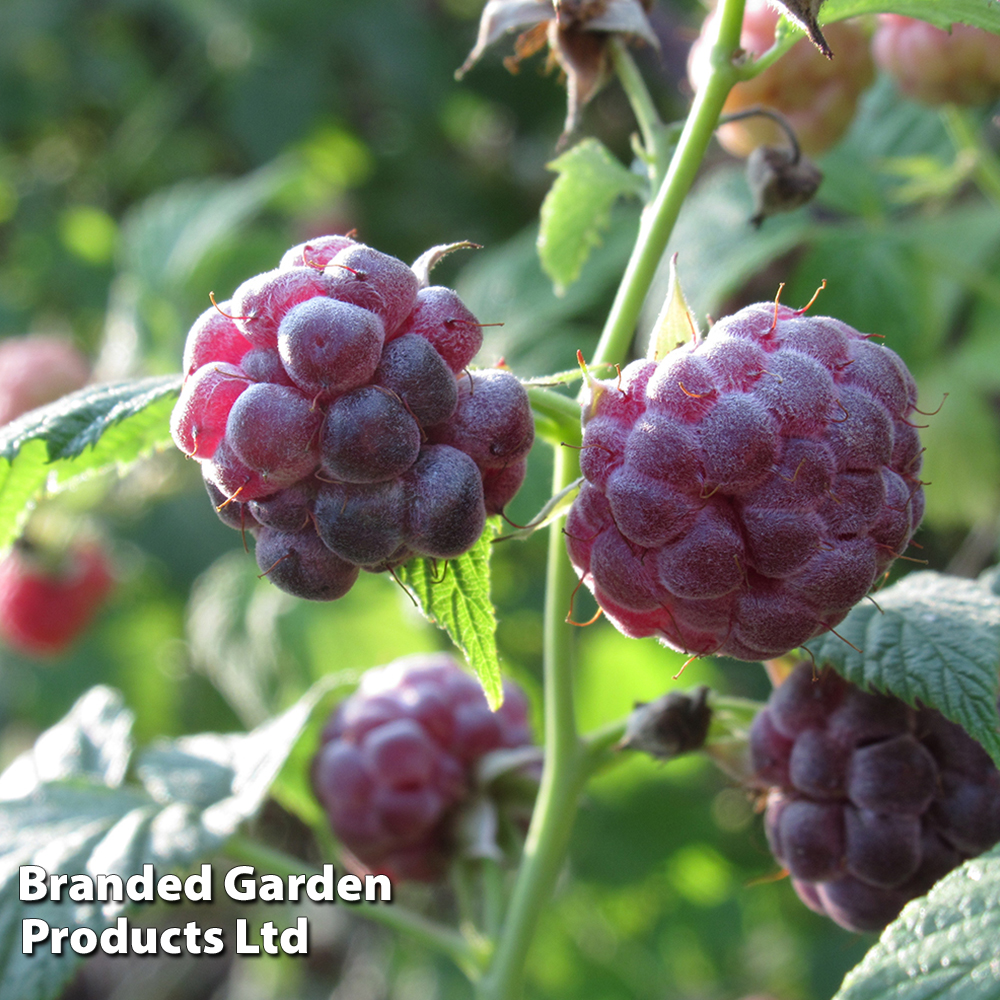 Raspberry 'Glen Coe' (Summer Fruiting) image