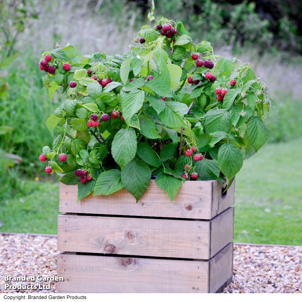 Raspberry 'Yummy' image