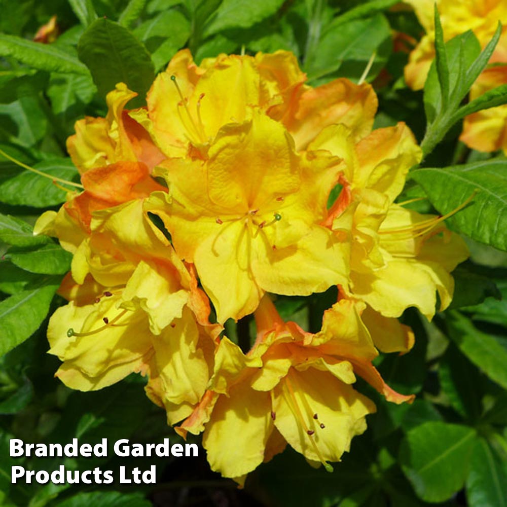 Rhododendron 'Glowing Embers' (Azalea Group) image