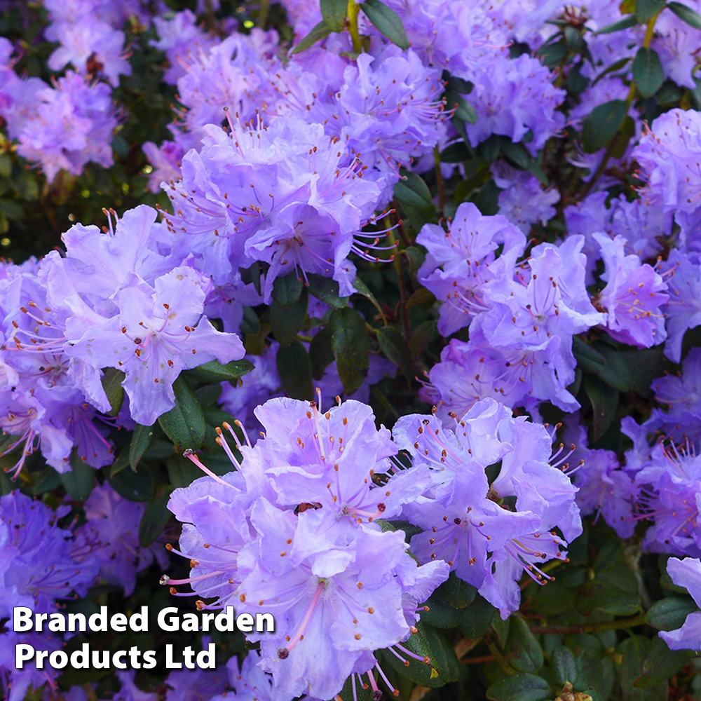 Rhododendron 'Blue Diamond' image