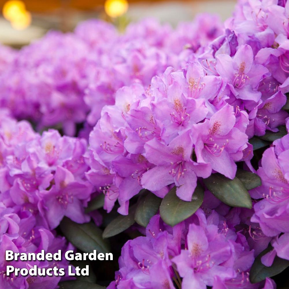 Rhododendron 'Catawbiense Grandiflorum' image