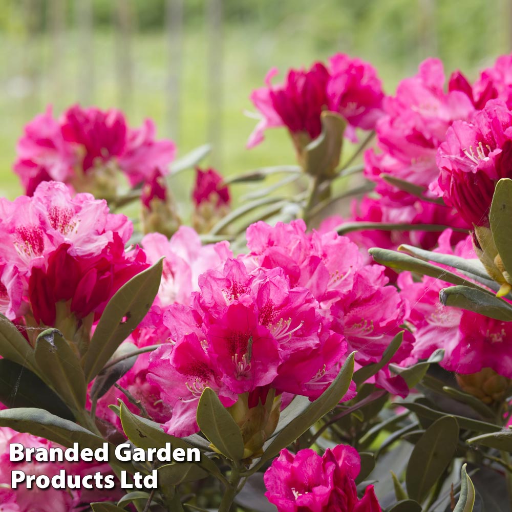 Rhododendron 'Connie' image