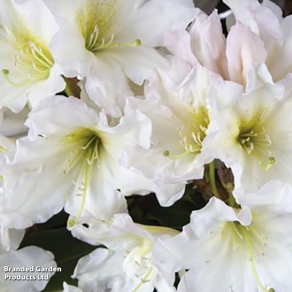 Rhododendron 'Dufthecke White (Inkarho)' | Dobies