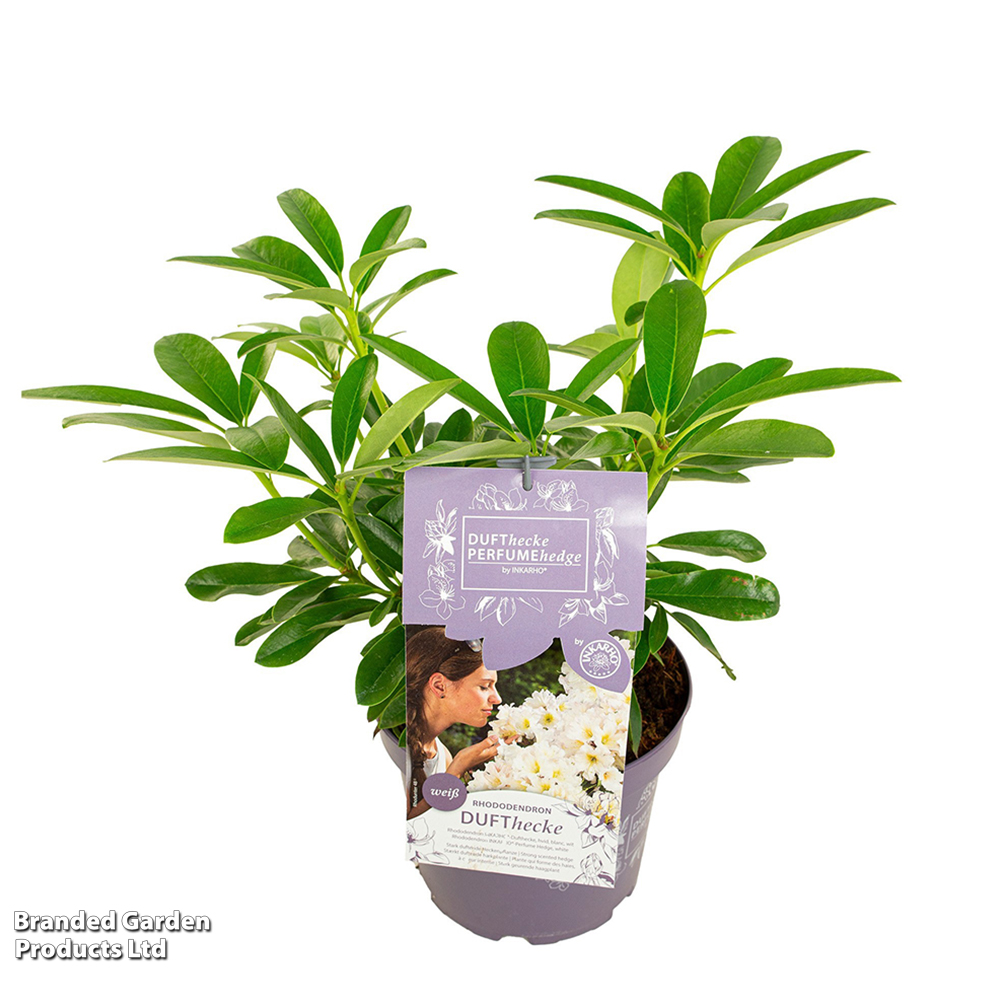 Rhododendron 'Dufthecke White (Inkarho)' | Dobies