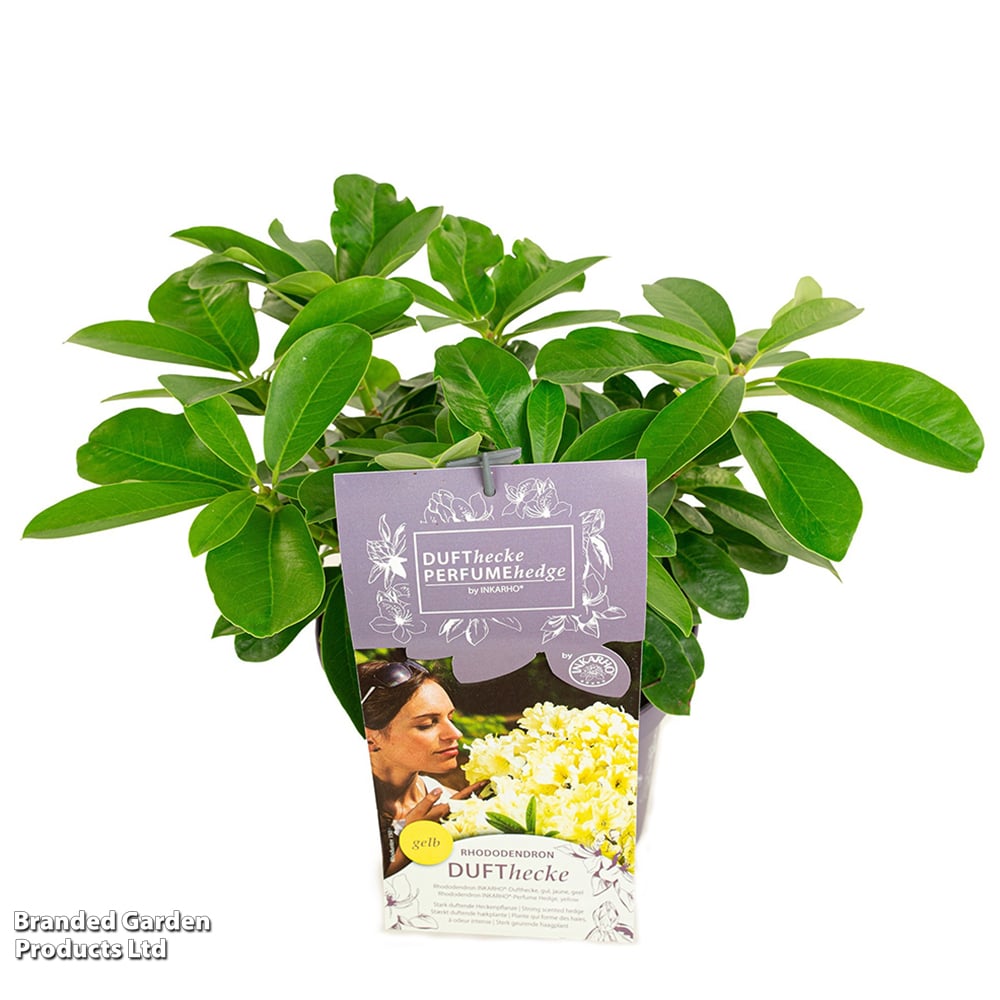 Rhododendron 'Dufthecke Yellow (Inkarho)' | Dobies