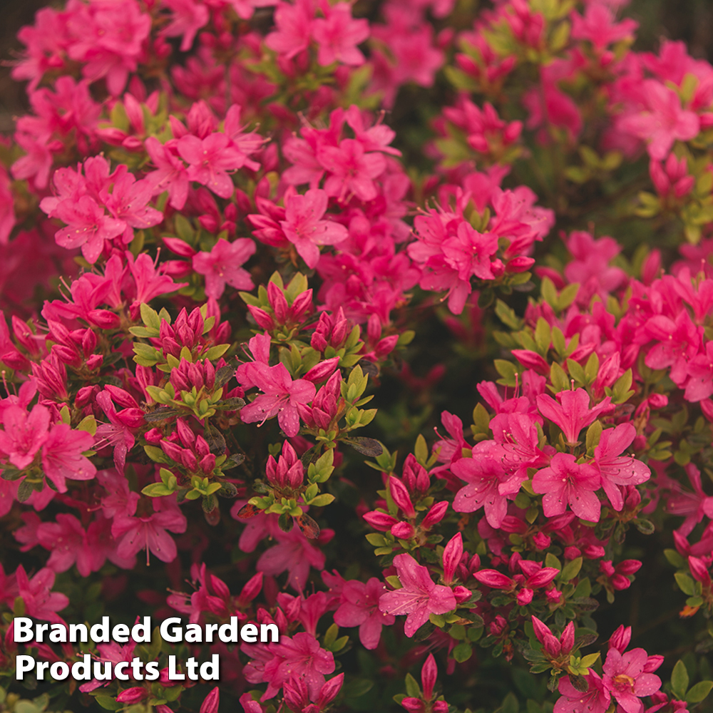 Rhododendron 'Geisha Pink' (Azalea Group) image