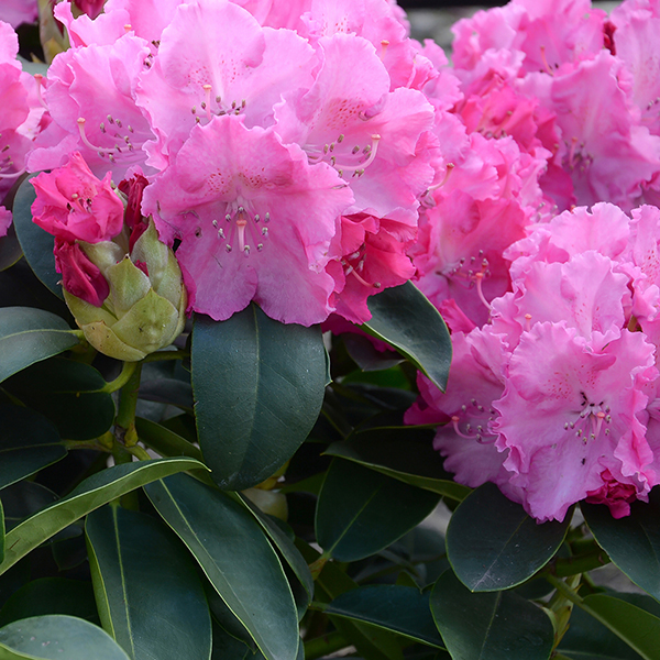 Rhododendron 'Winsome' image
