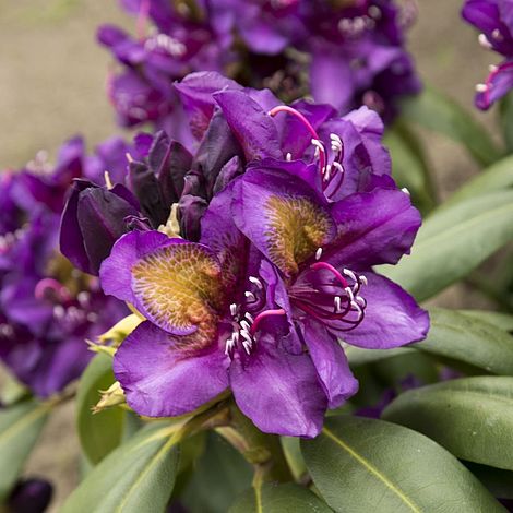 Rhododendron 'Marcel Menard' image