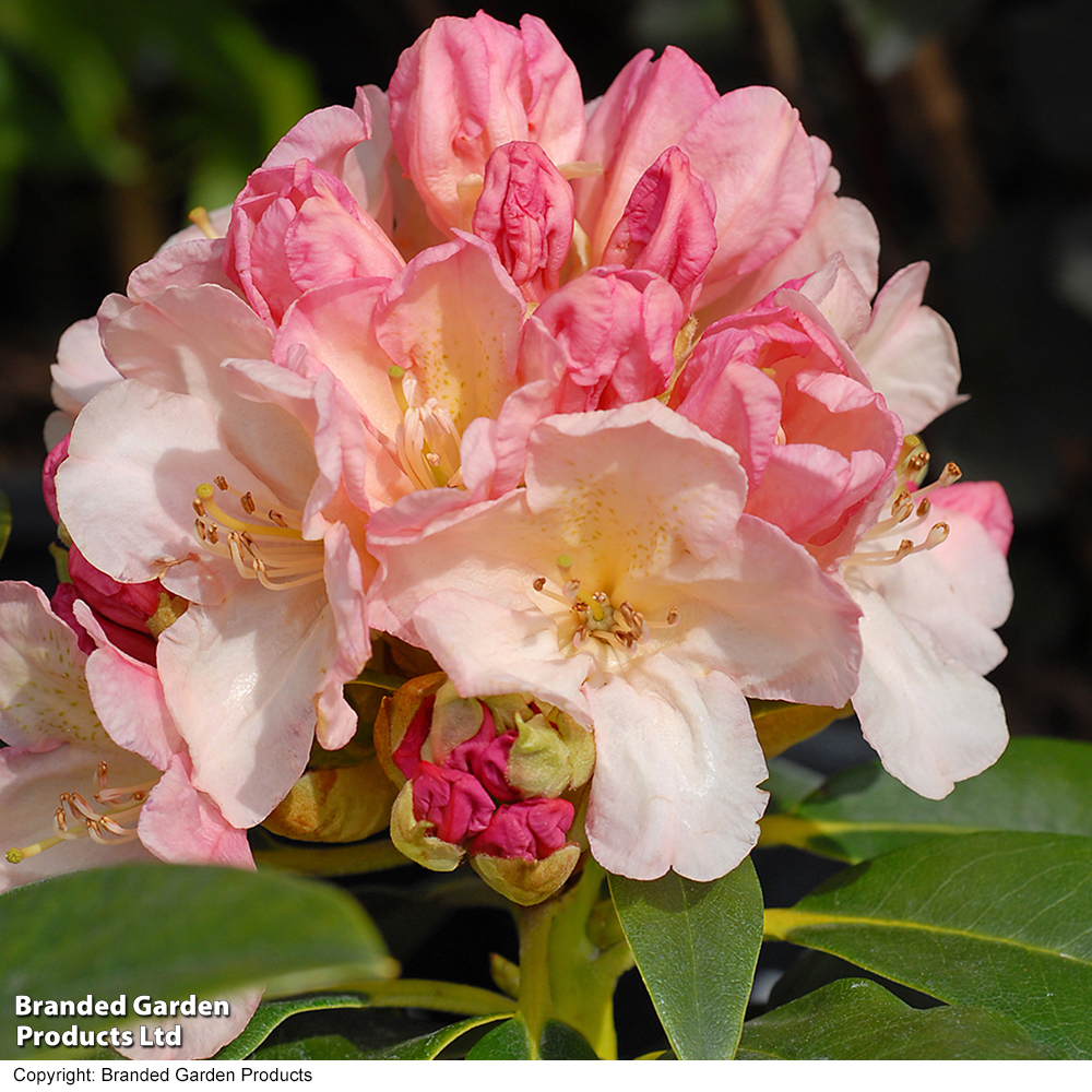 Rhododendron 'Percy Wiseman' image