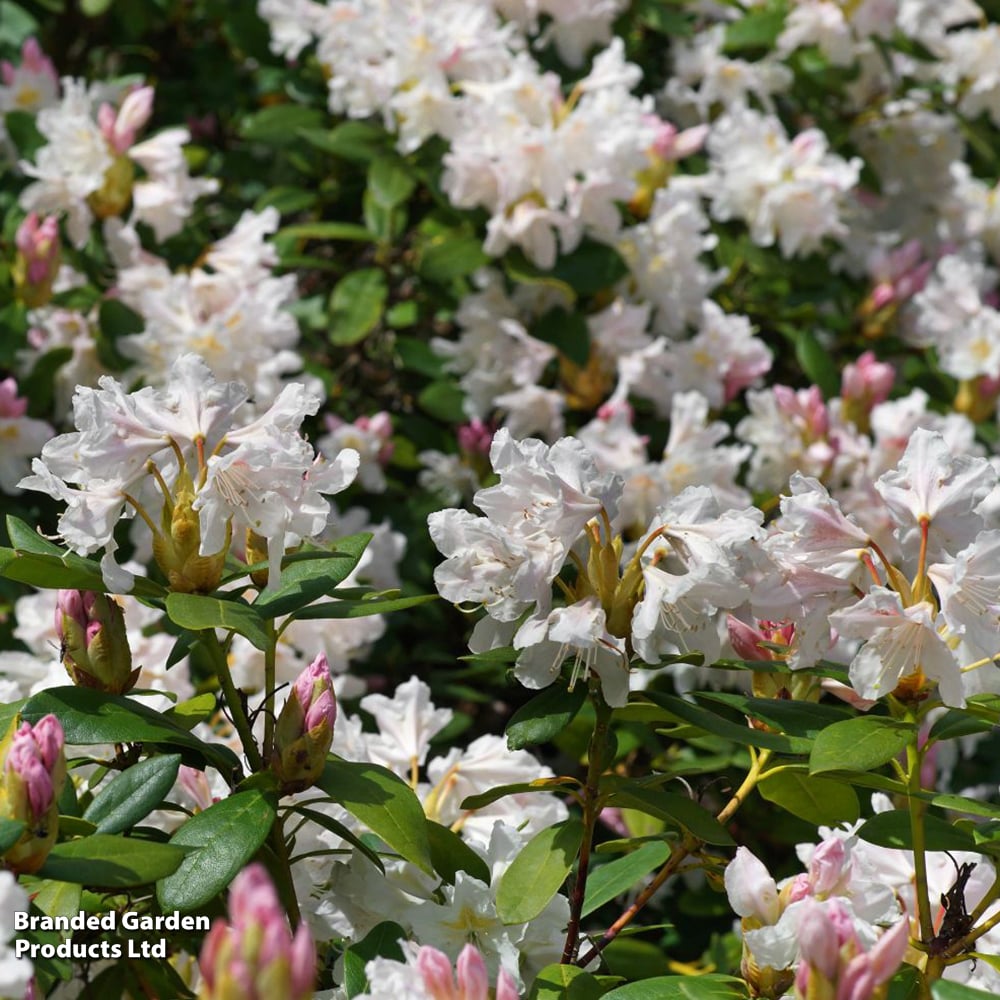Rhododendron 'Tinkerbird' image