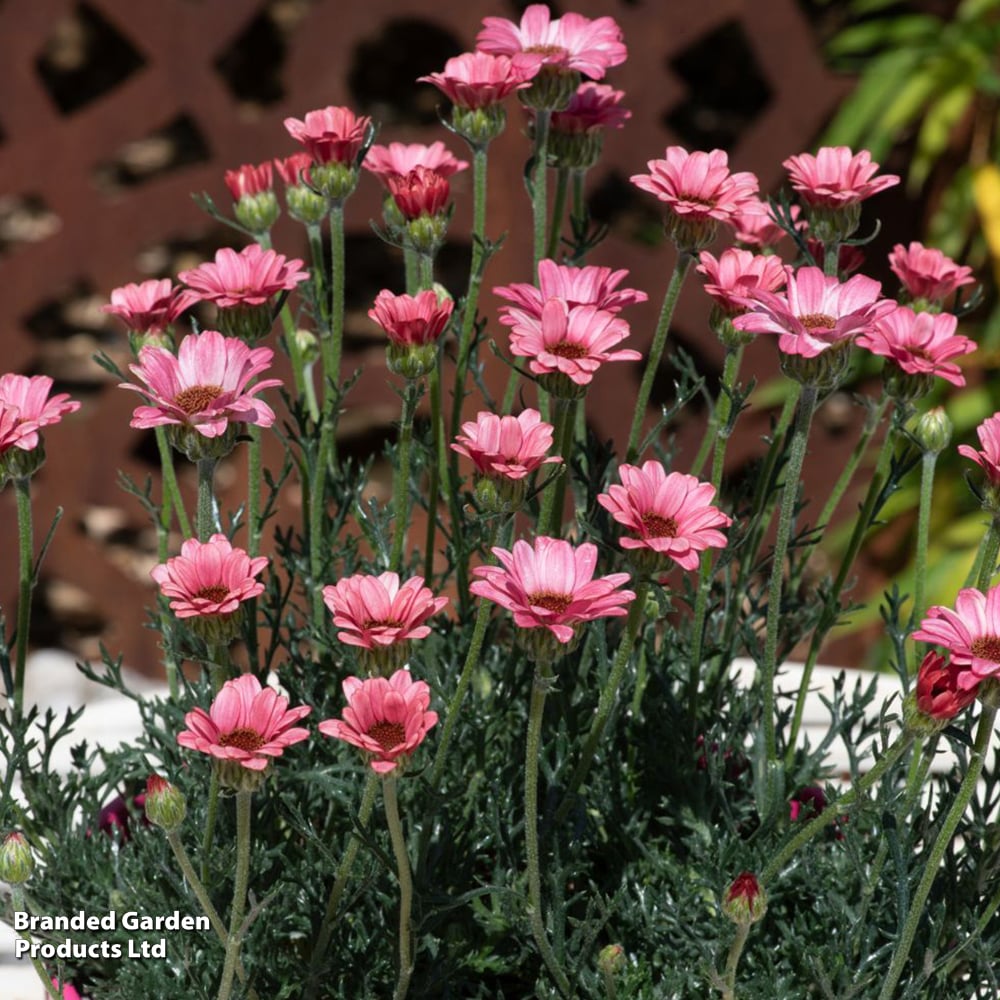Rhodanthemum hosmariense 'Zagora Pink' image