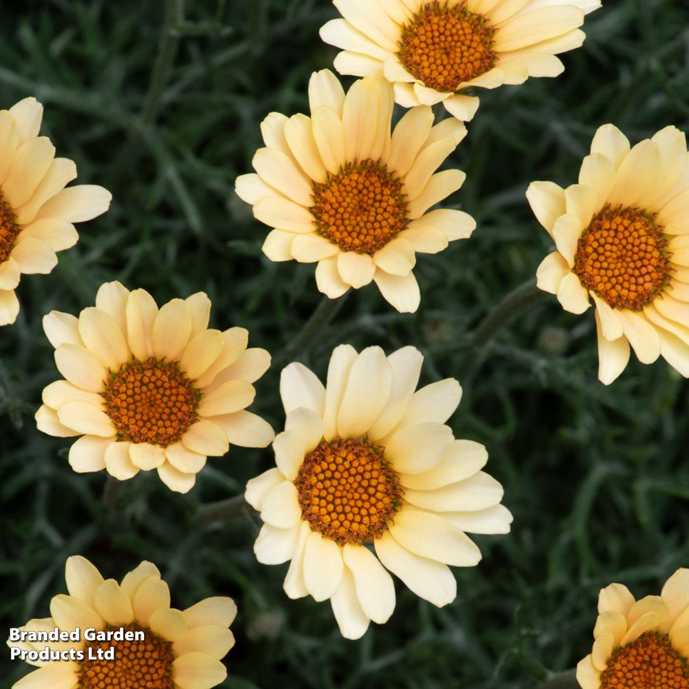 Rhodanthemum hosmariense 'Zagora Yellow' | Dobies