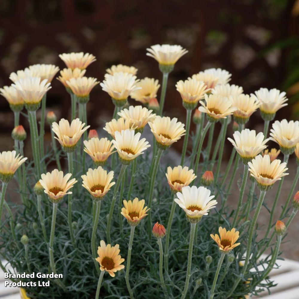 Rhodanthemum hosmariense 'Zagora Yellow' | Dobies