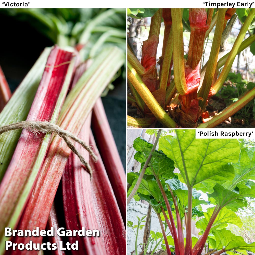 Rhubarb 'Cherry Red' Crown - The Diggers Club