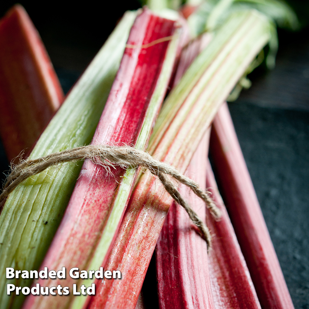 Rhubarb 'Victoria' (Spring/Autumn Planting) image