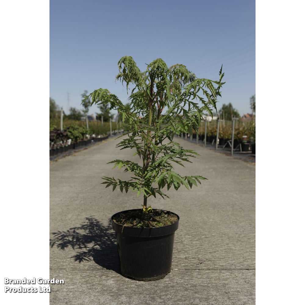 Rhus typhina 'Dissecta' image