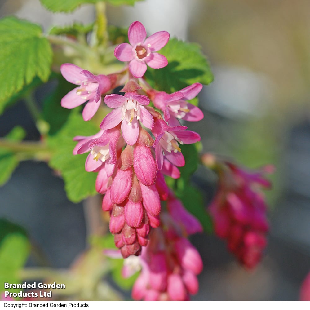 Ribes sanguineum 'King Edward Vii' (Hedging) image