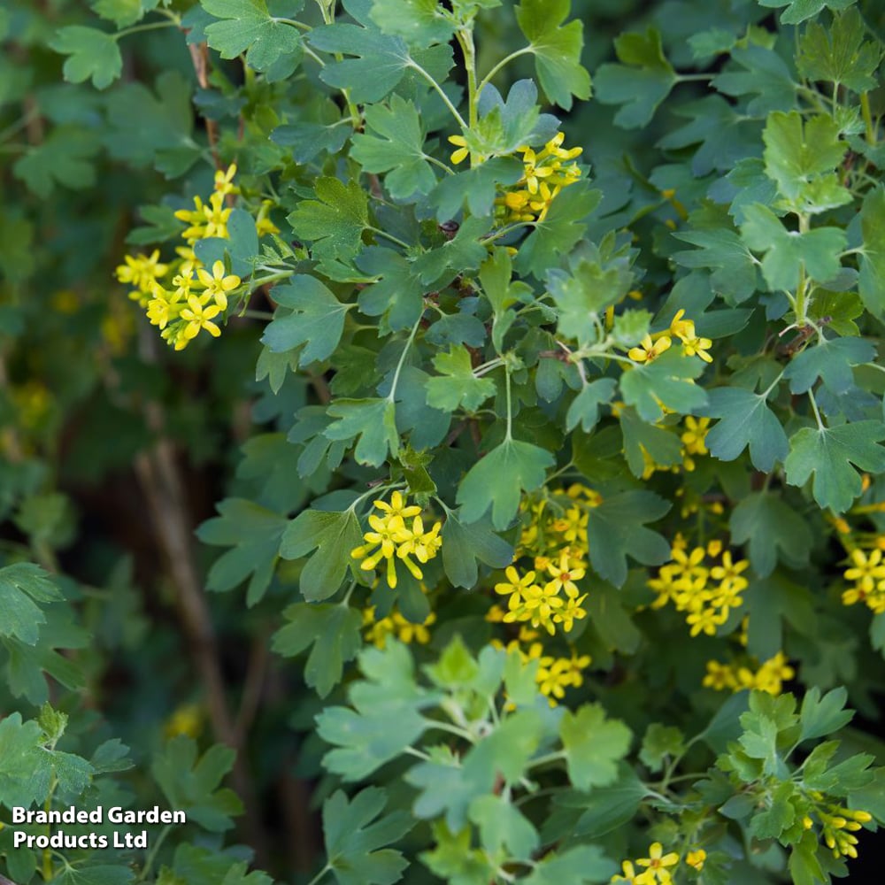 Ribes odoratum image
