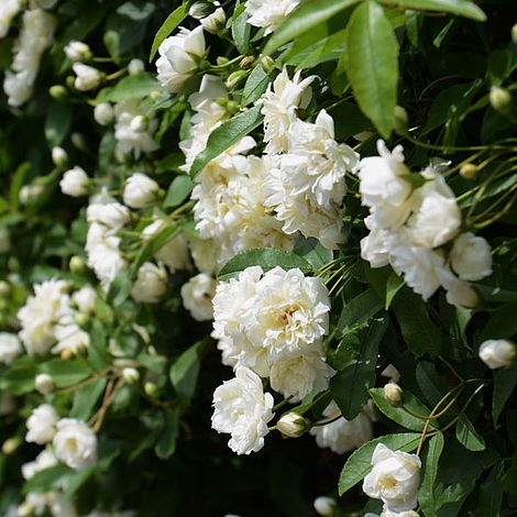 Rose banksiae var. banksiae (Climbing Rose) image