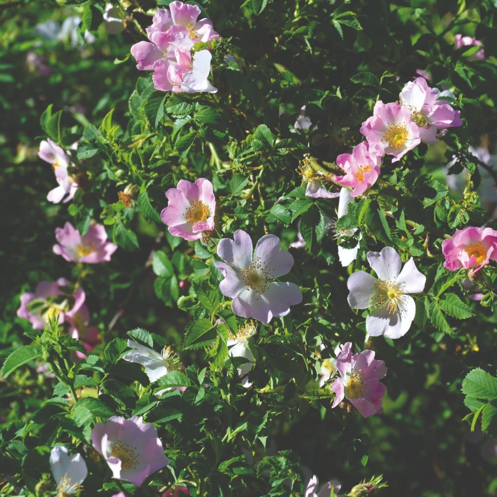 Dog rose (Hedging) image