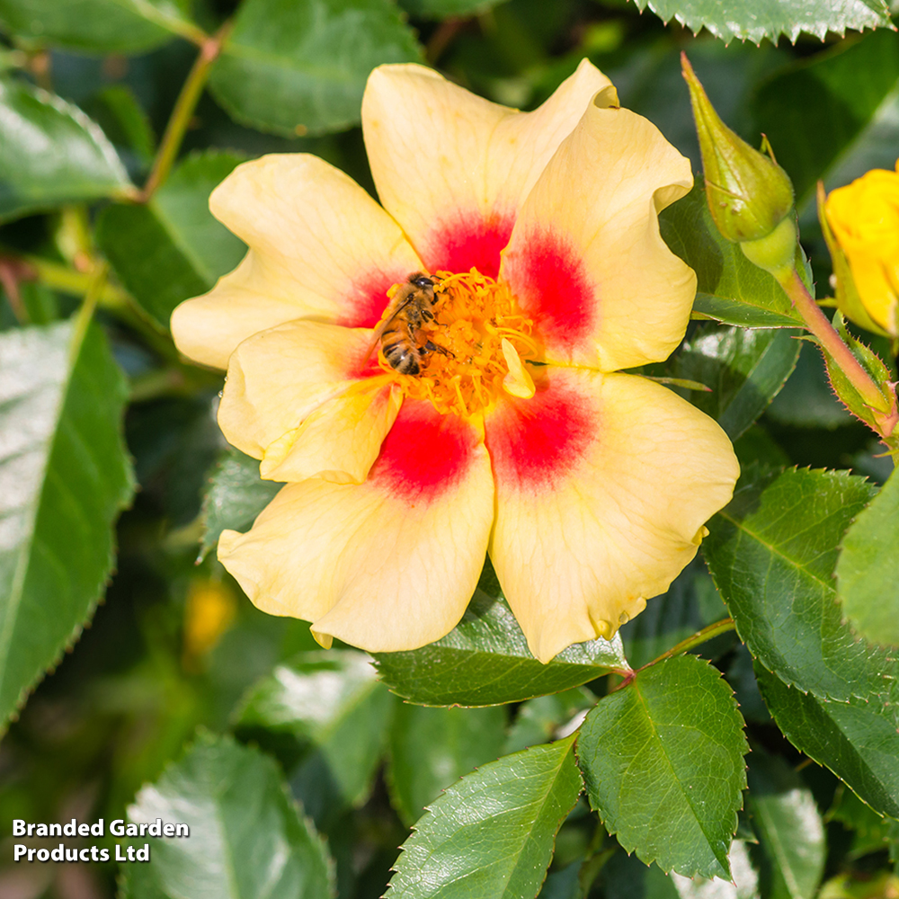 Rose 'Eye of the Tiger' (Shrub Rose) image