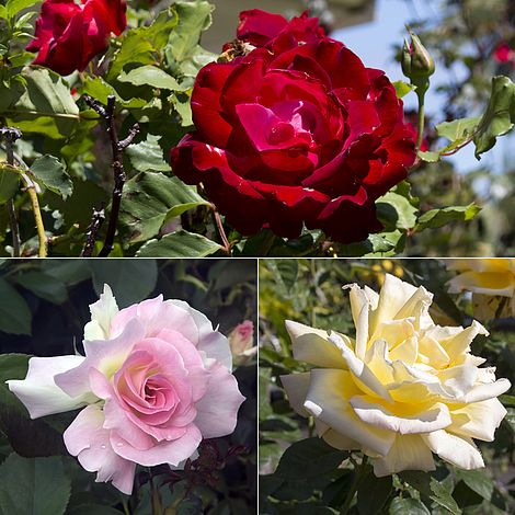 Rose 'Breeder's Choice Collection' (Hybrid Tea Rose) image