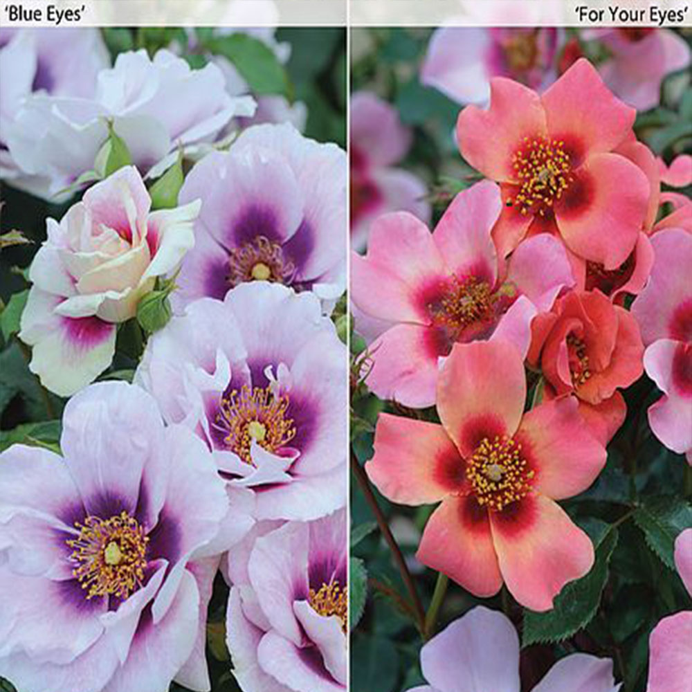 Rose 'Eyes Collection' Inc Blue Eyes image