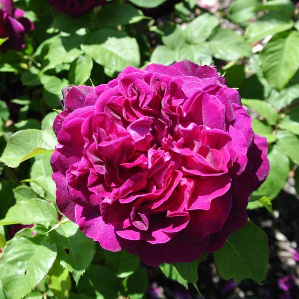 Rose 'Scented Double Purple' image
