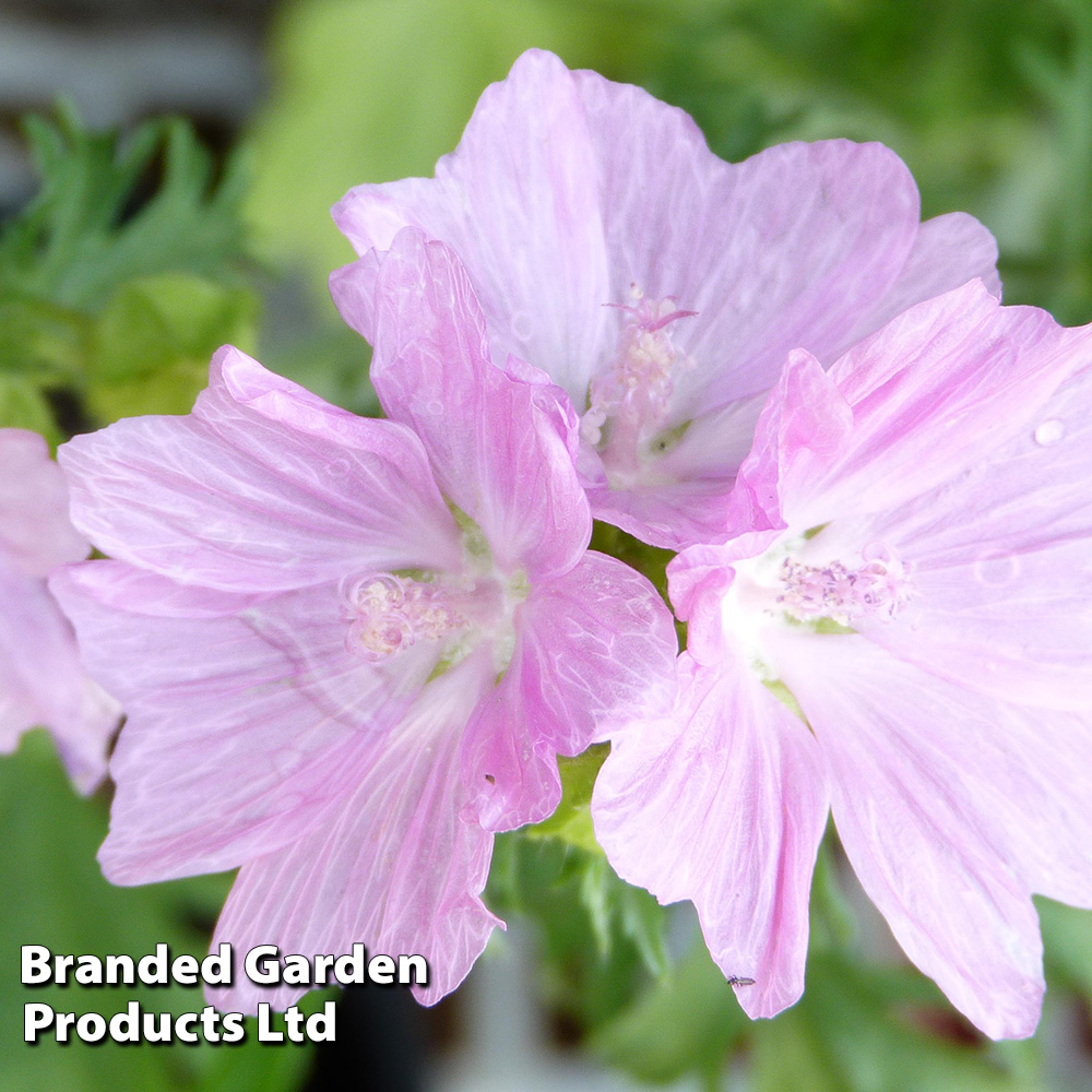 Malva moschata 'Rosea' image