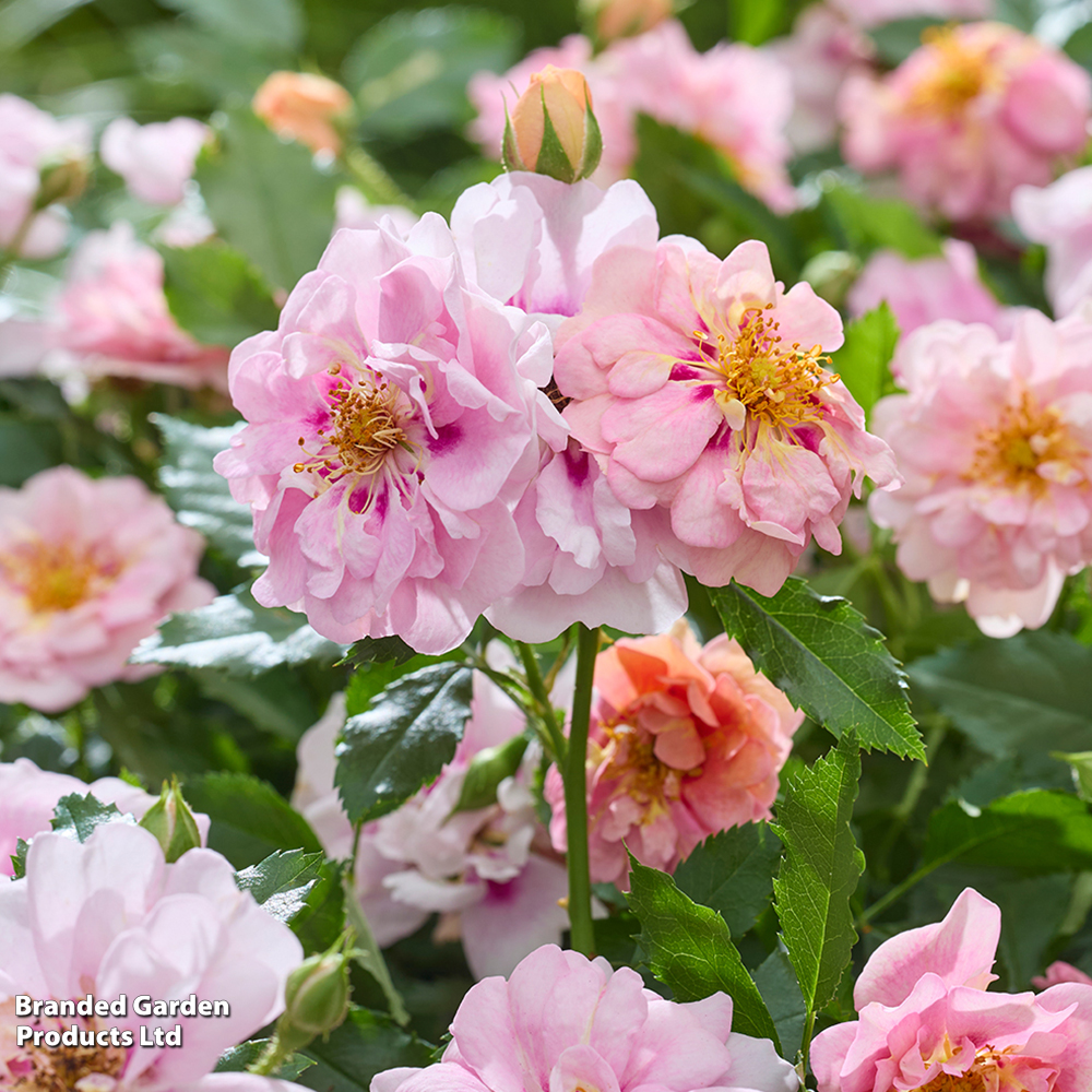 Rose 'Amirose' image