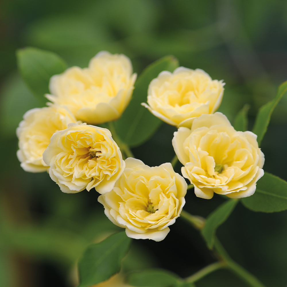 Rose banksiae 'Lutea' (Rambling Rose) image