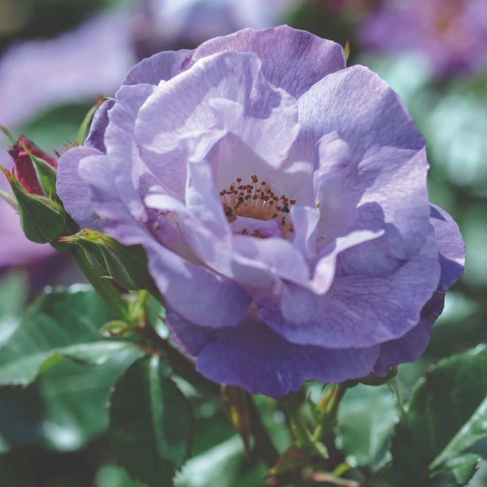 Rose Blue for You Floribunda Rose Dobies