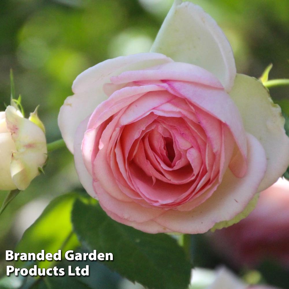 Rose 'Eden Rose 88' image