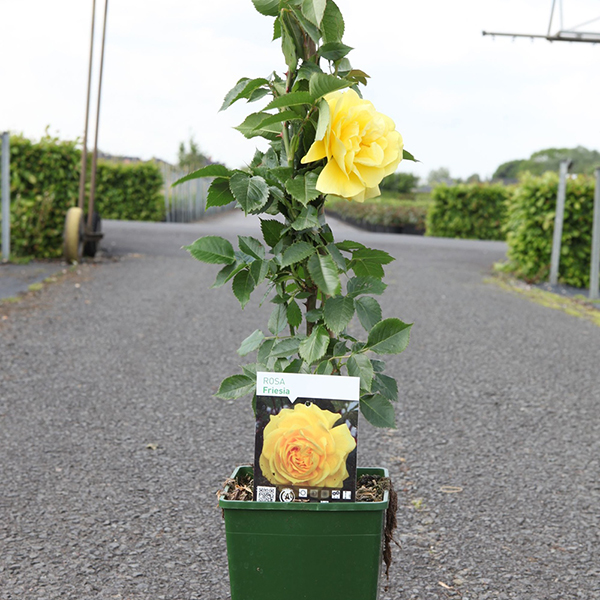 Rose 'Friesia'  (Floribunda) image