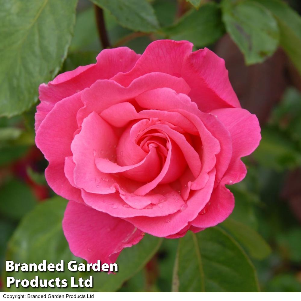 Rose 'Easy Elegance Grandma's Blessing' (Shrub Rose) image