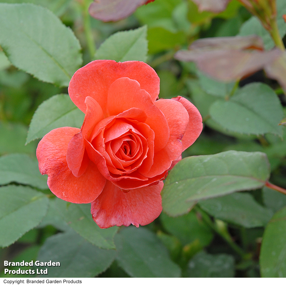 Rose 'Happy Anniversary' (Floribunda Rose) image