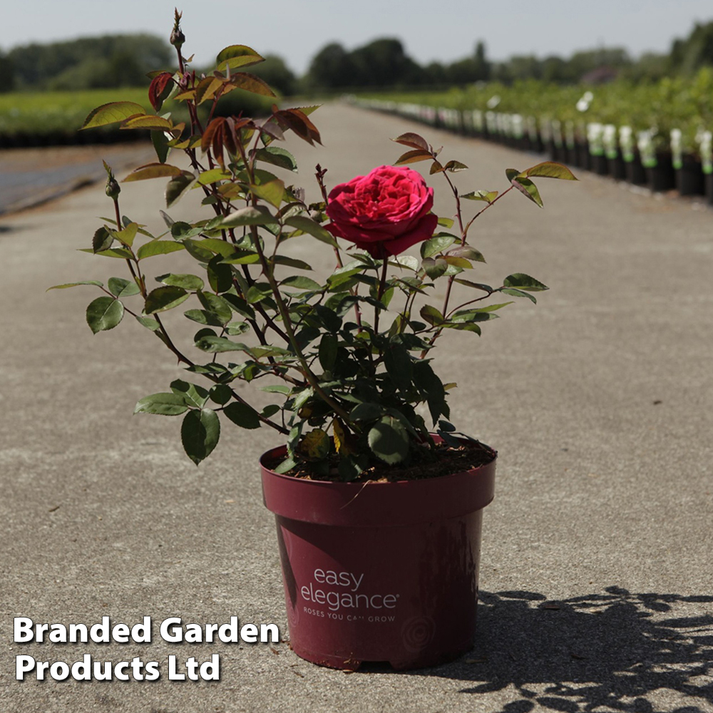 Rose 'Easy Elegance Kashmir' (Modern Shrub Rose) image