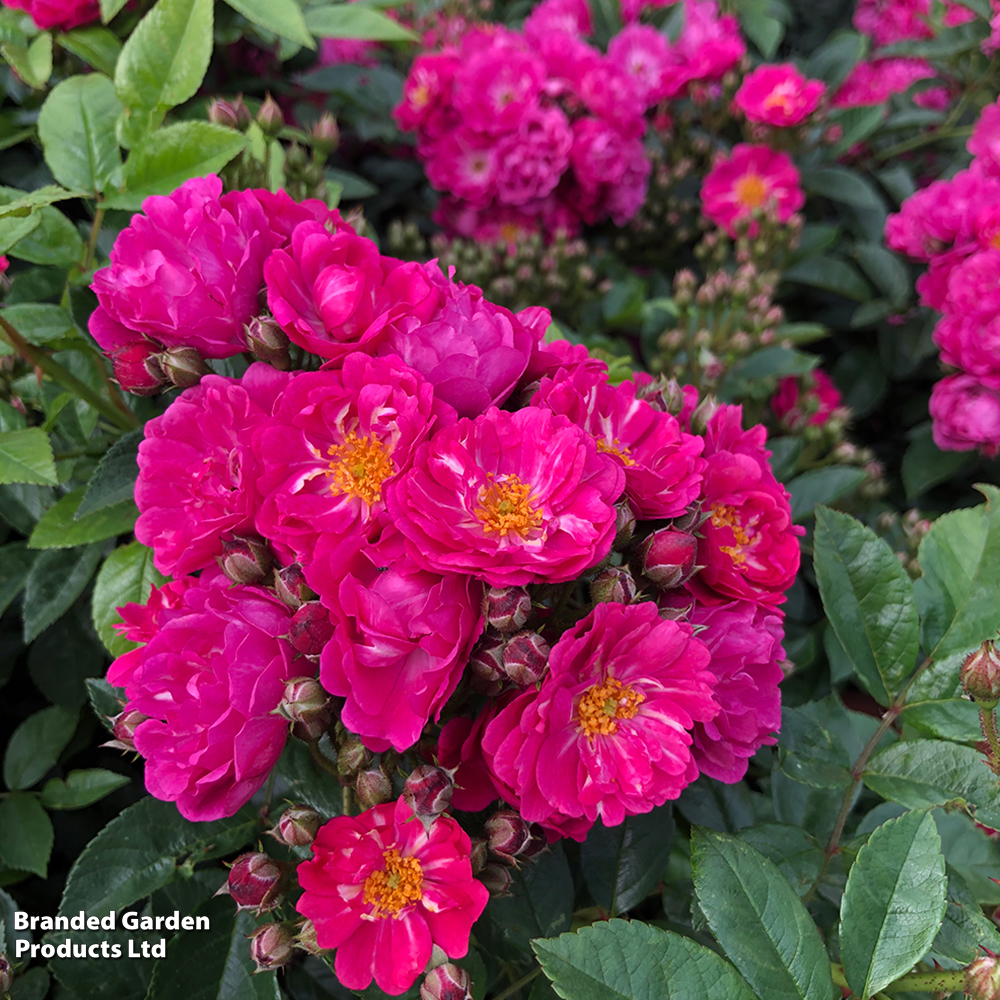 Rose 'Perfumy Siluetta' (Rambling) image
