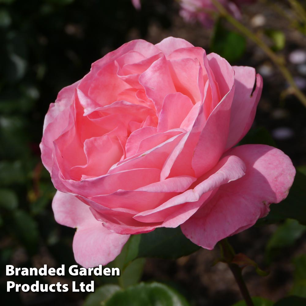 Rose 'Queen Elizabeth' (Floribunda Rose) image