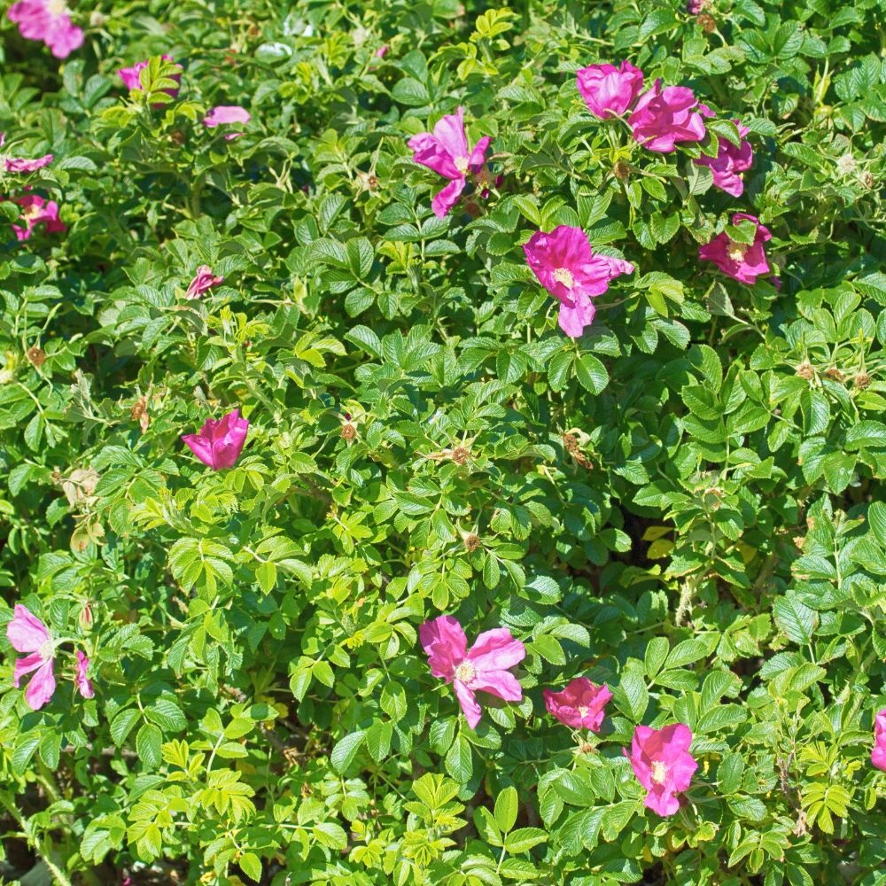 Ramanas Rose - Rosa Rugosa | Suttons | Dobies